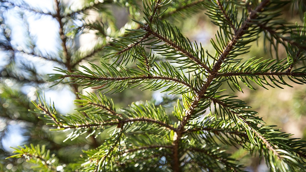 Branch