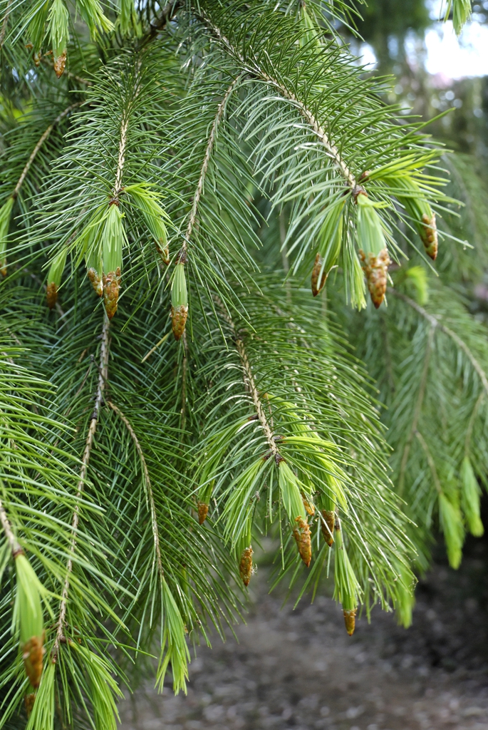 Form