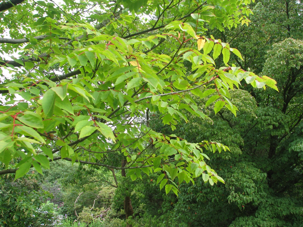 Leaves