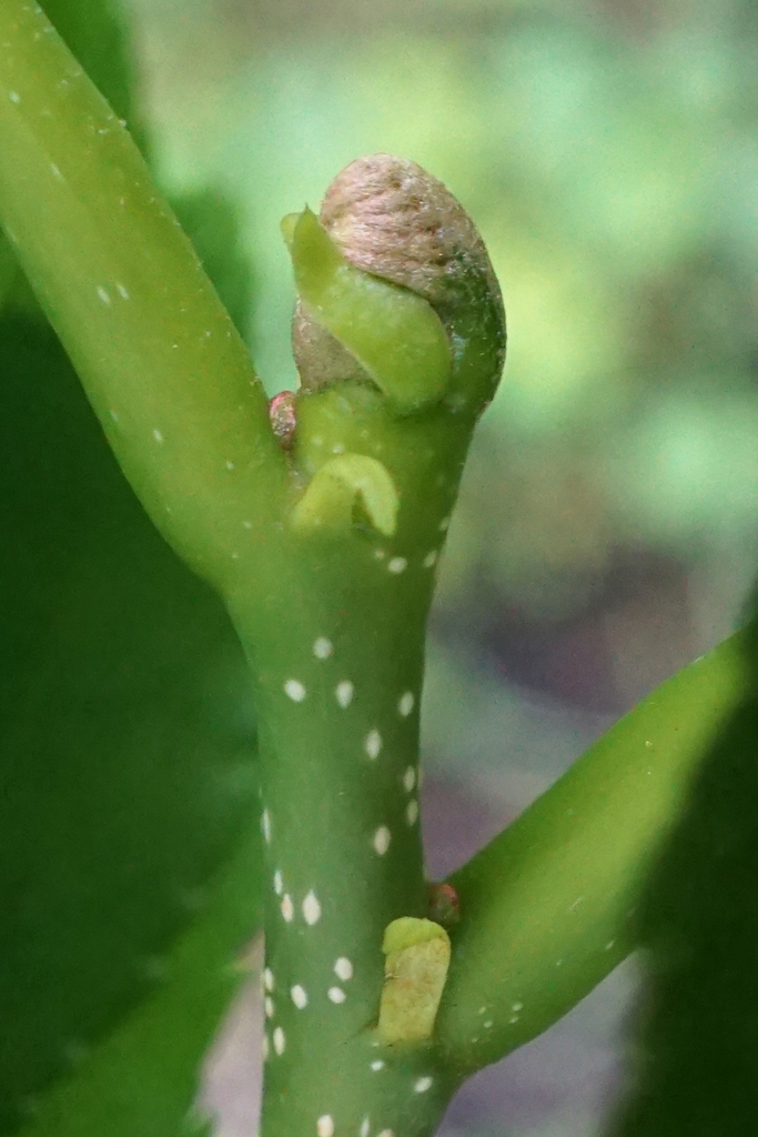 Stem