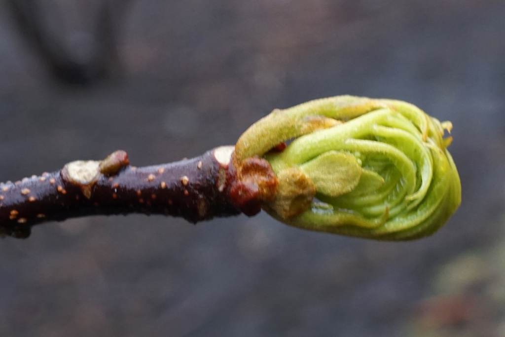 Stem