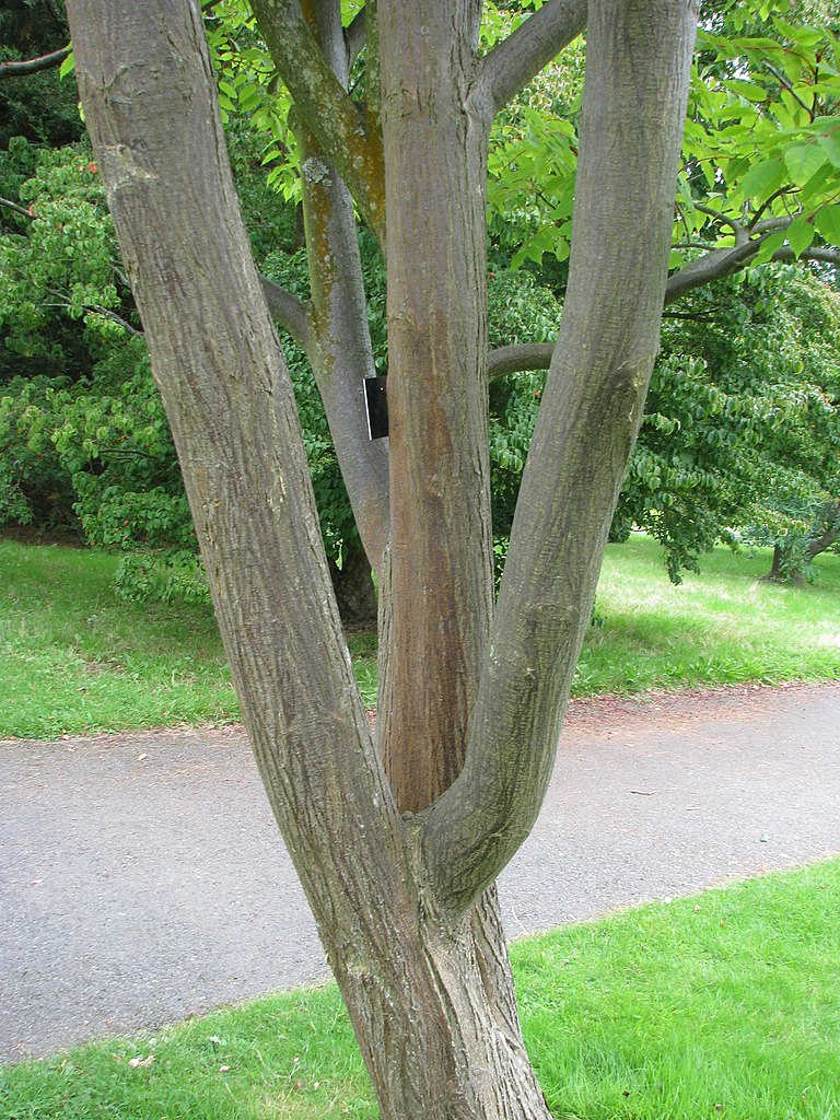 Bark