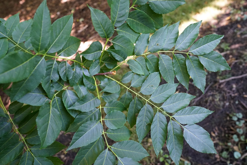 Leaves