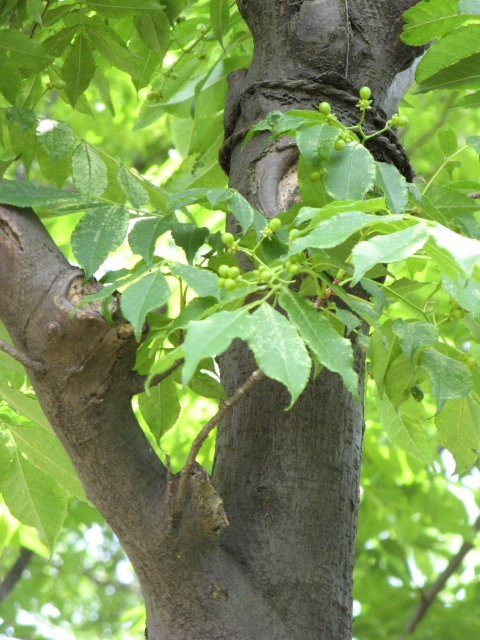 Leaves an bark