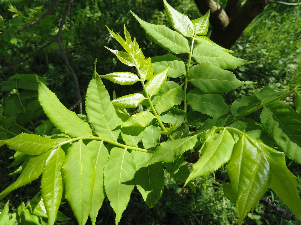 Leaves