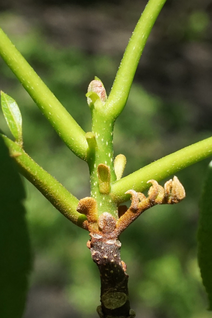Stem