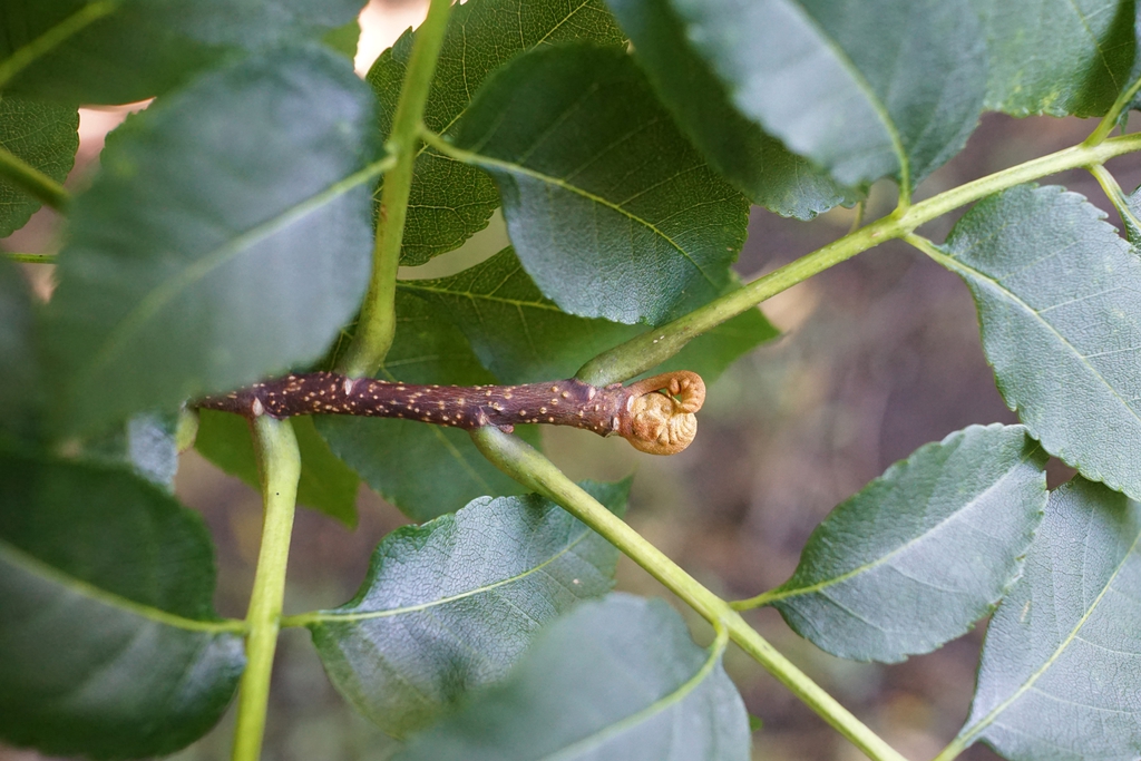 Form