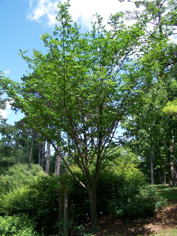 Form
