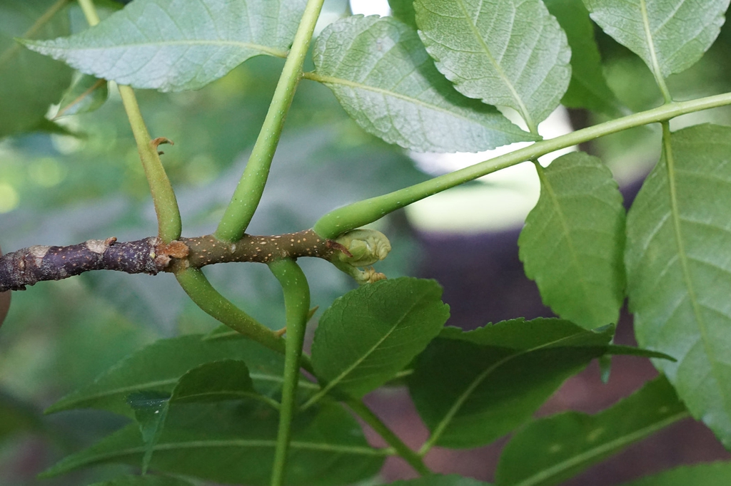 Stem