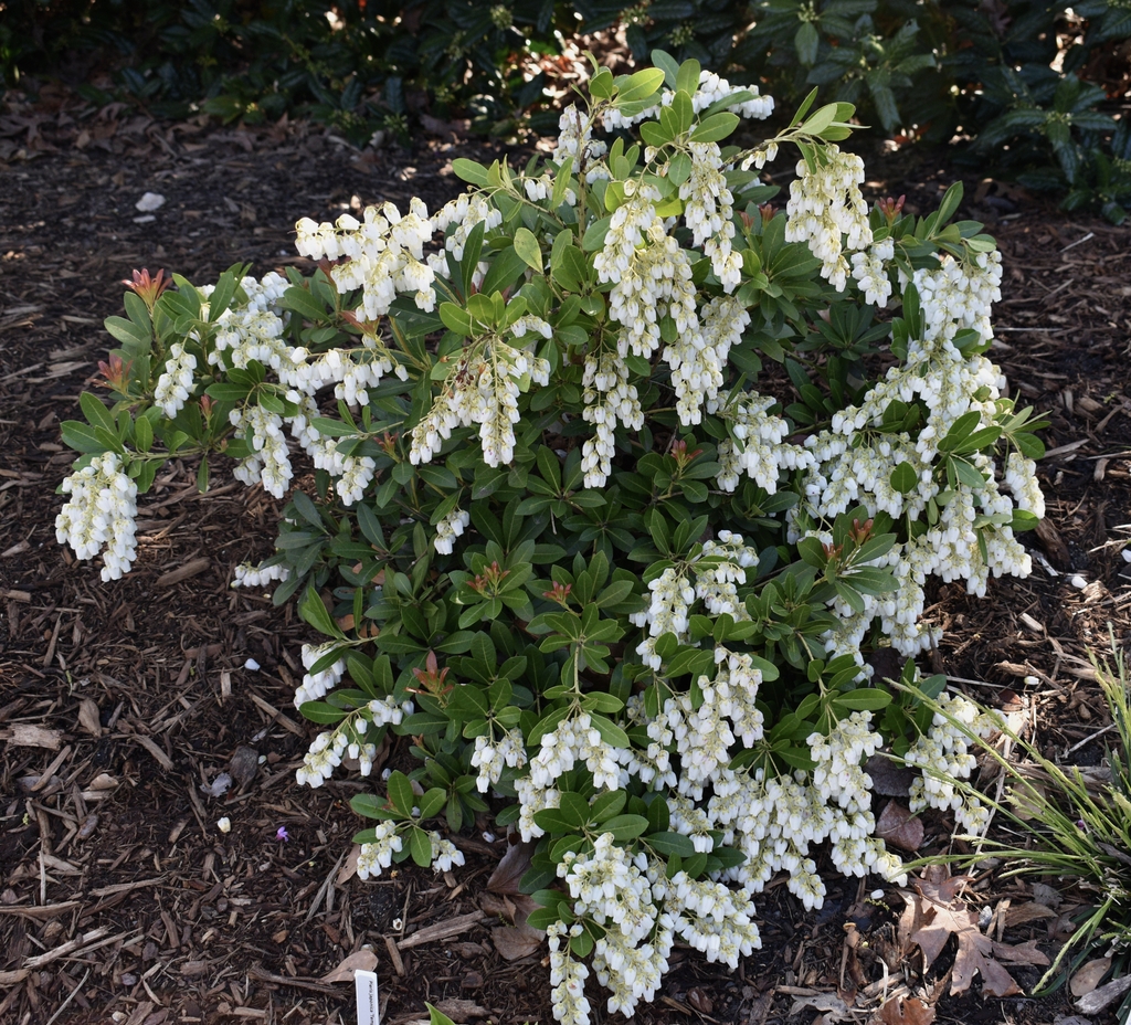 Form - March 29 - Wake Co., NC