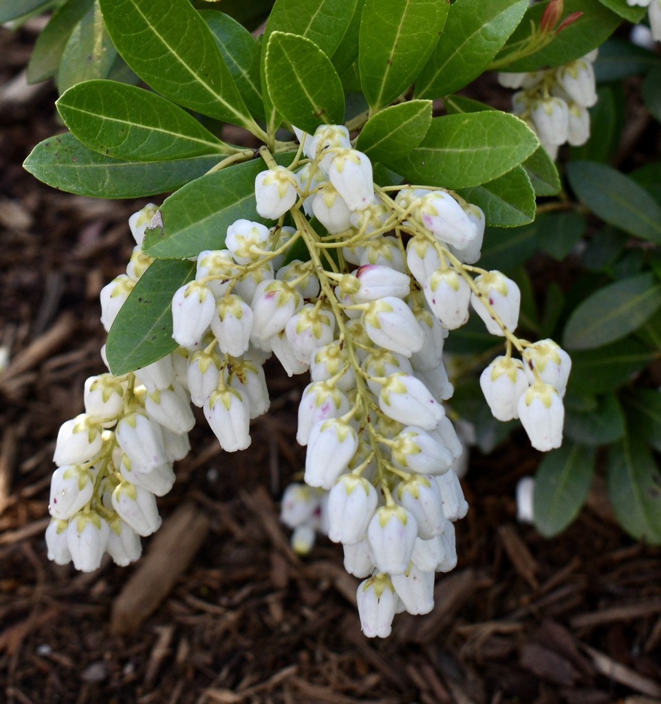 Flowers - March 29 - Wake Co., NC