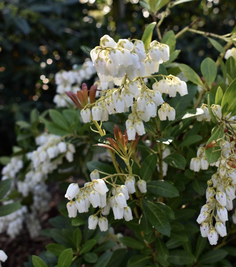 Flowers/New Growth - March 29 - Wake Co., NC