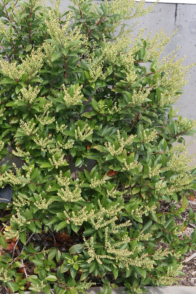 Form