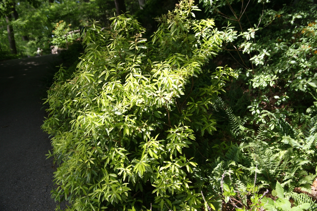 Form