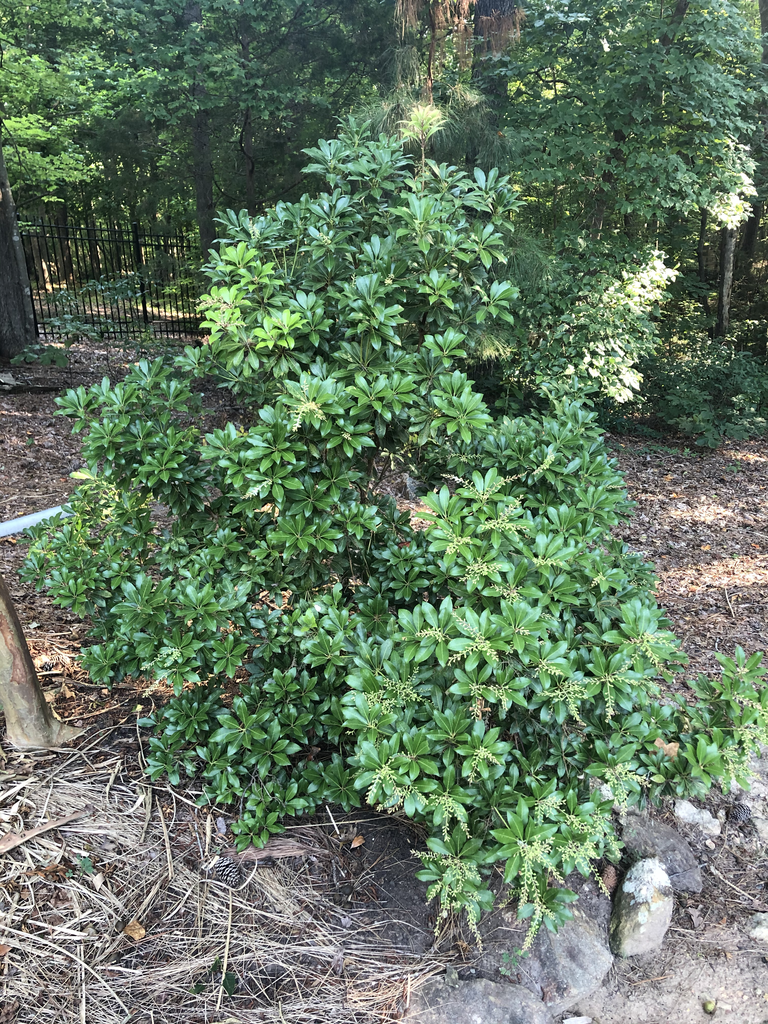 Pieris formosa