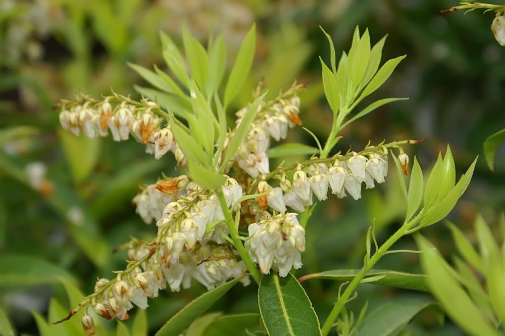 Leaves and flowers