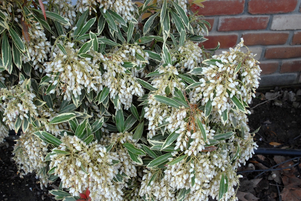 Pieris japonica 'Flaming Silver' Leaf and Flower