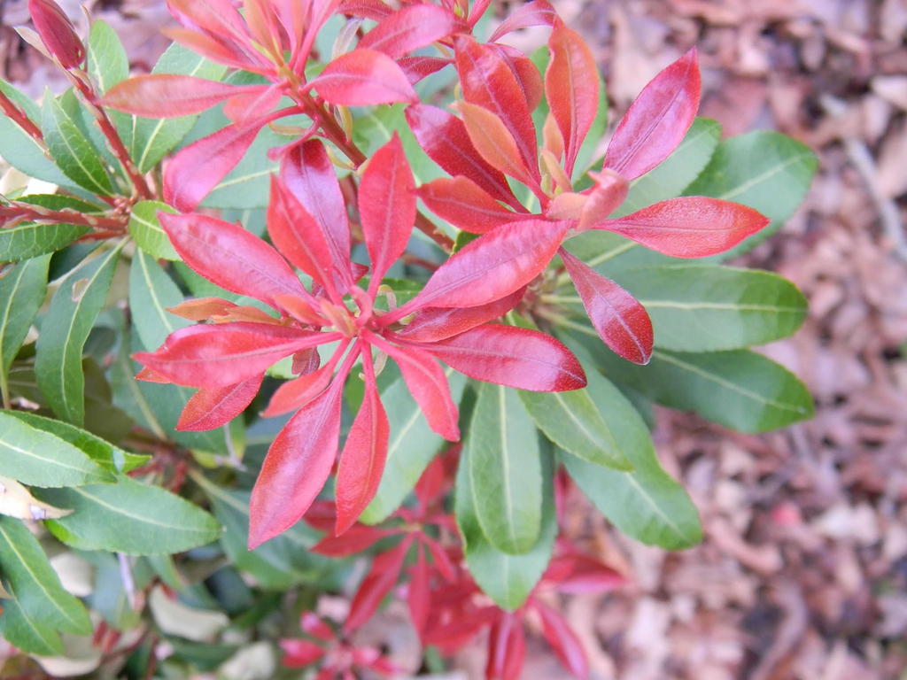 Pieris japonica