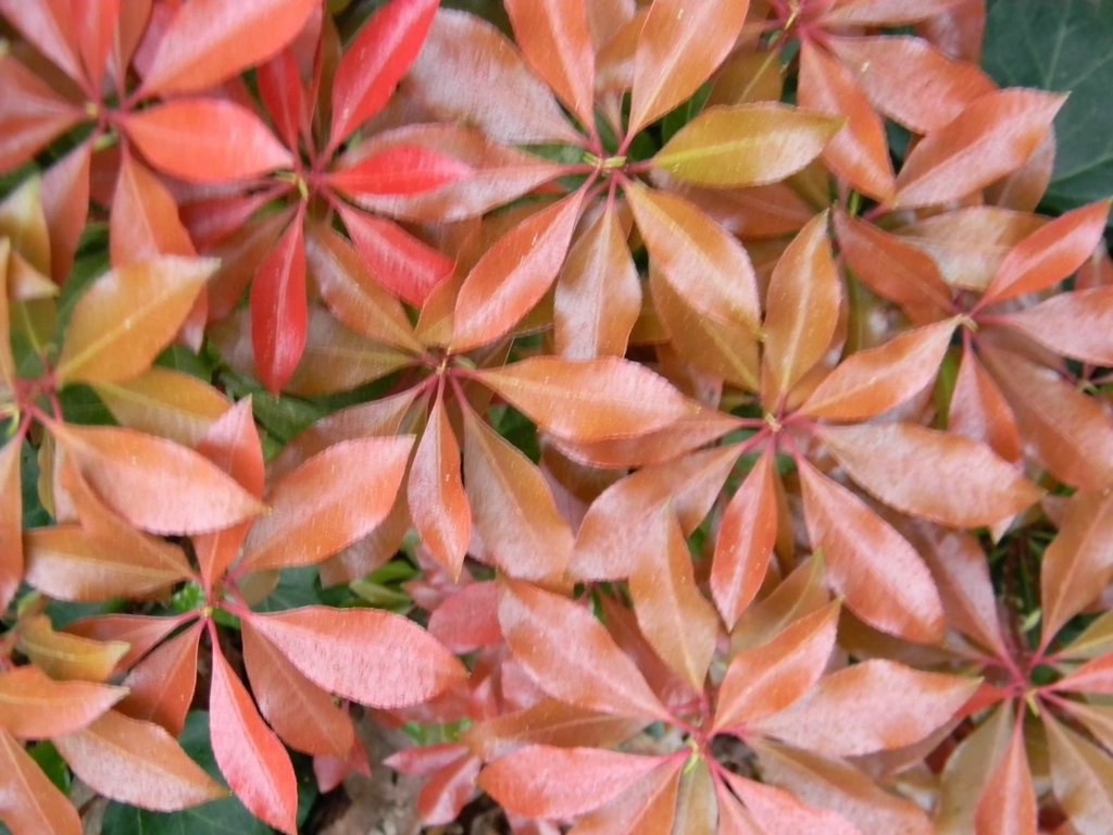 Pieris japonica