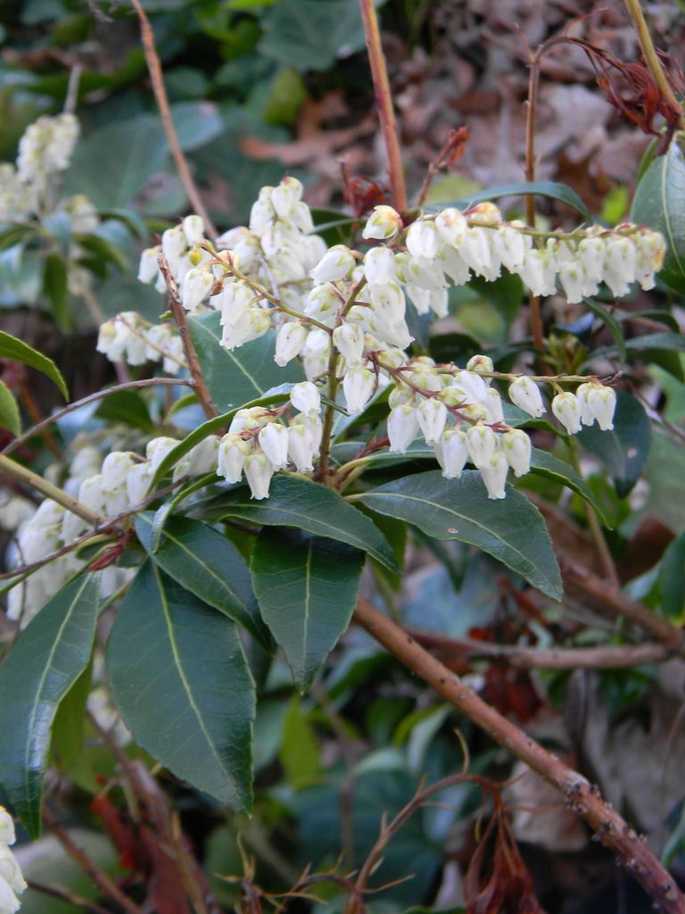 Pieris japonica