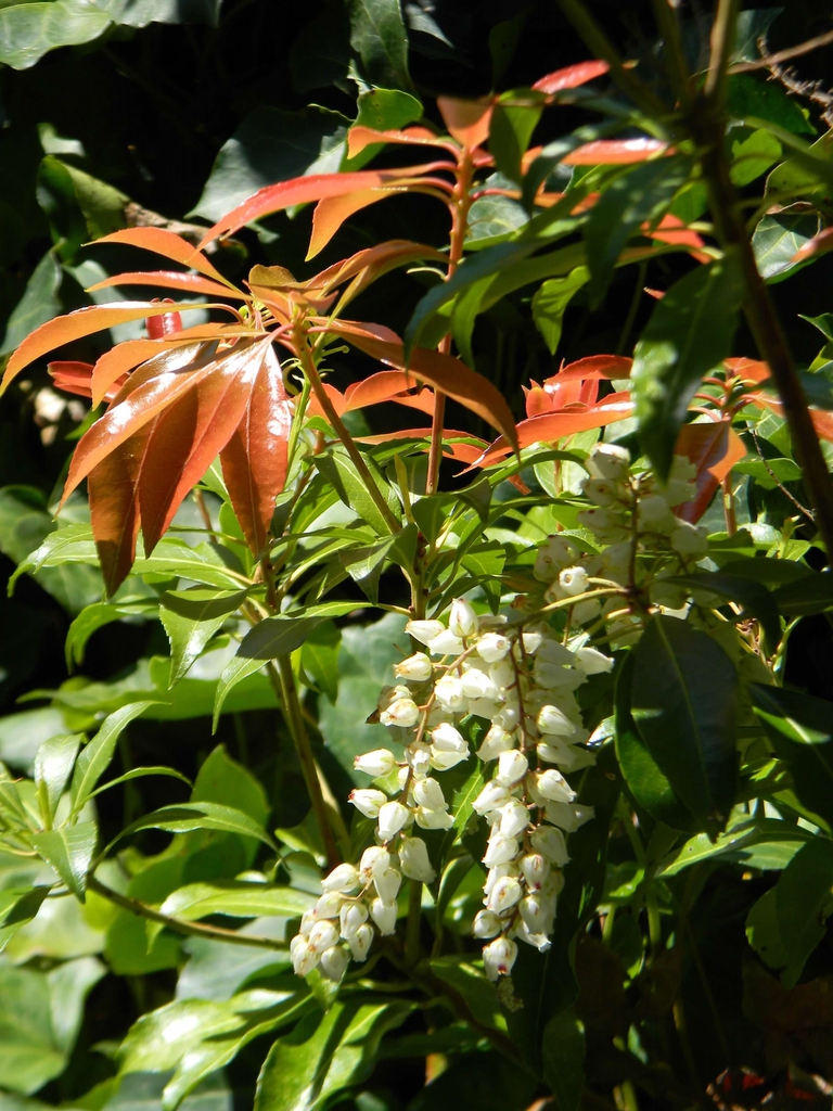 Pieris japonica