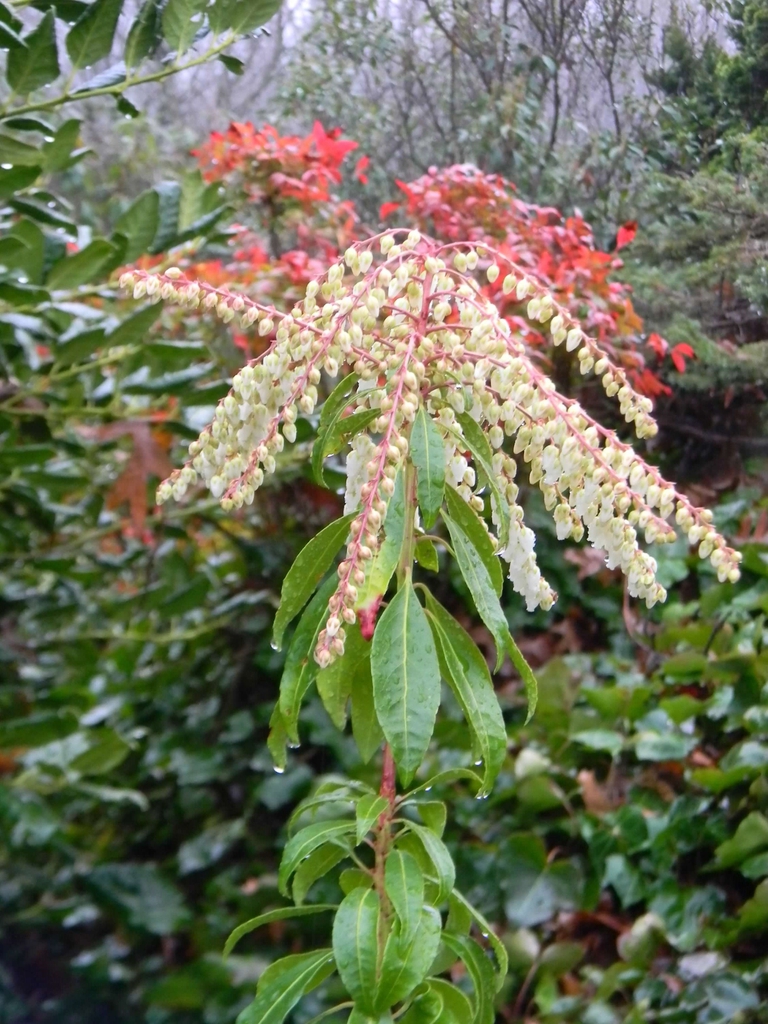 Pieris japonica