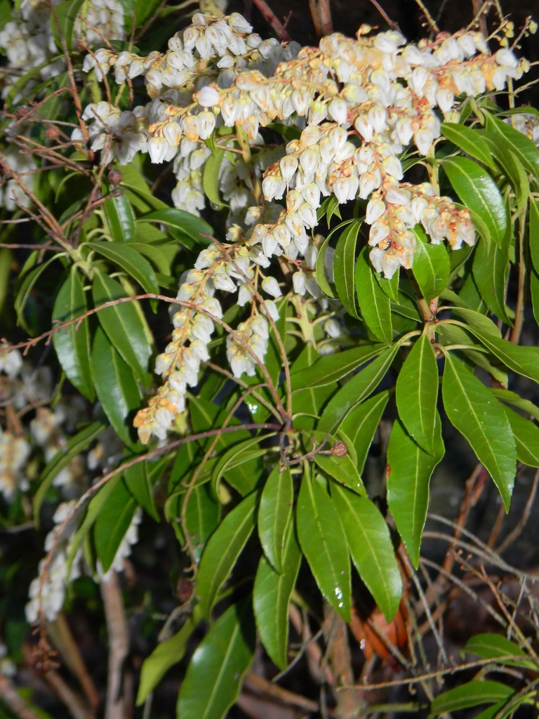 Pieris japonica