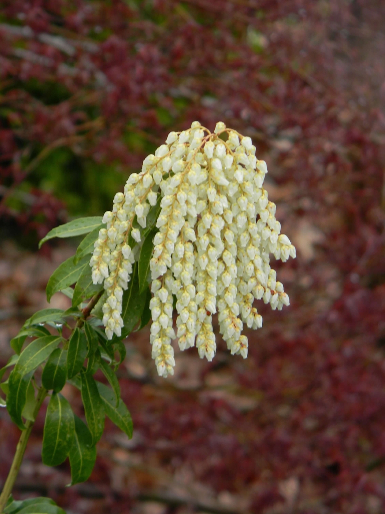 Pieris japonica