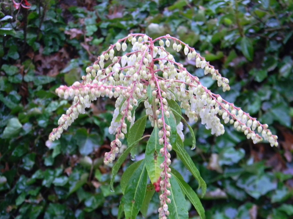 Pieris japonica