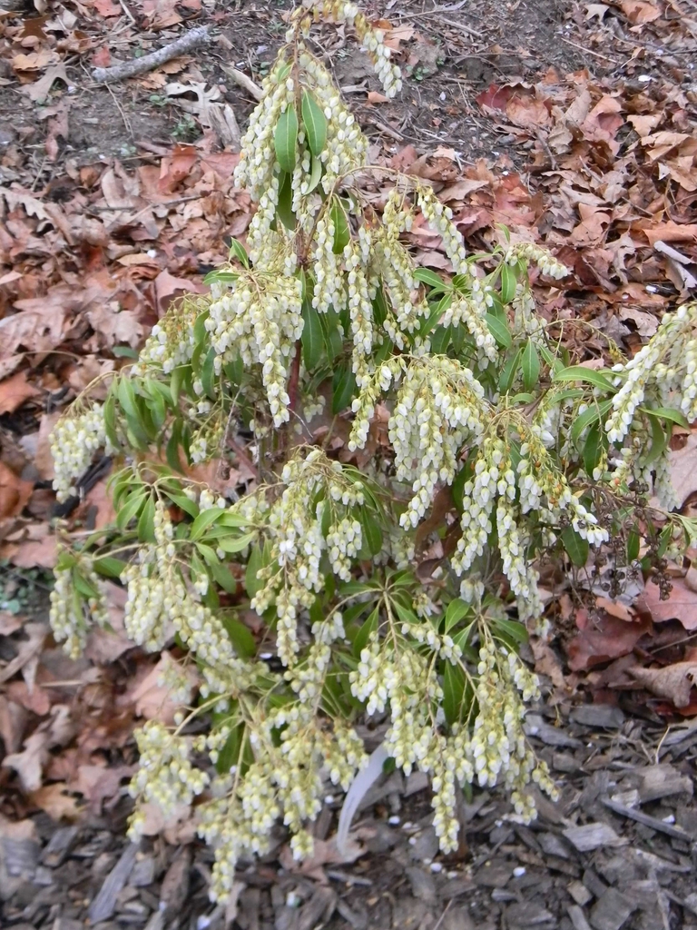 Pieris japonica