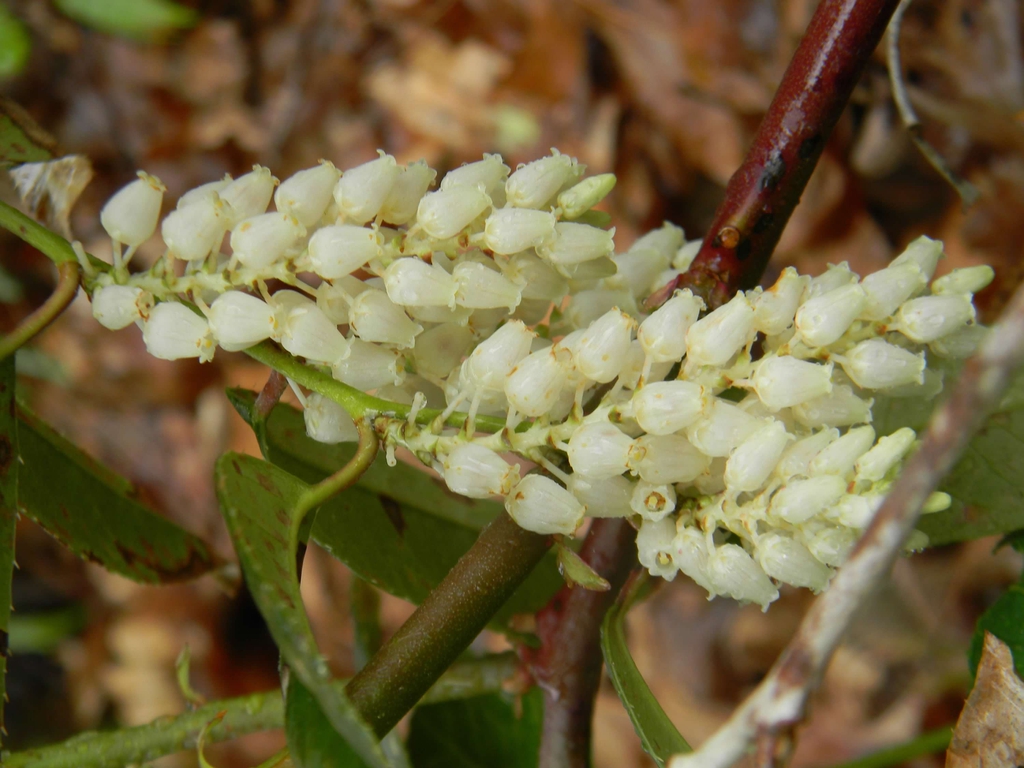 Pieris japonica