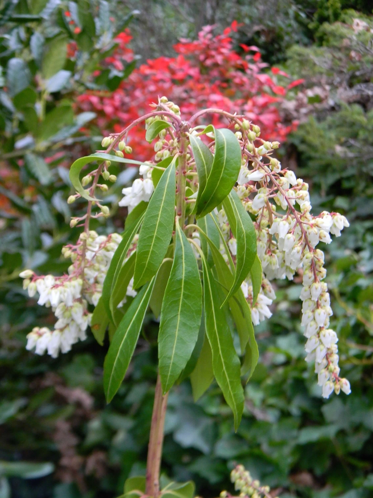 Pieris japonica