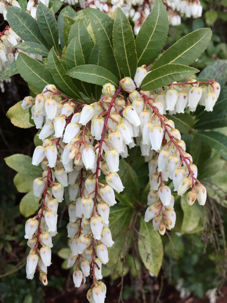 White flowers