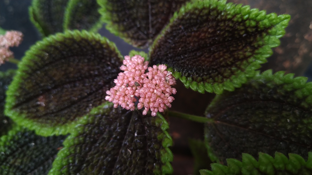 Form