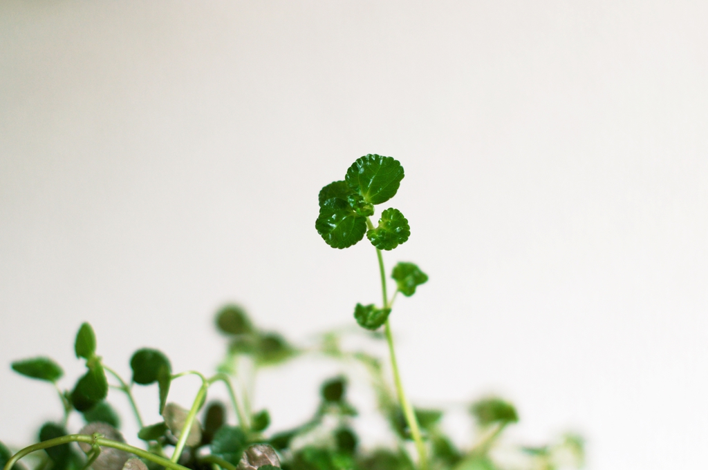Stem and Leaves