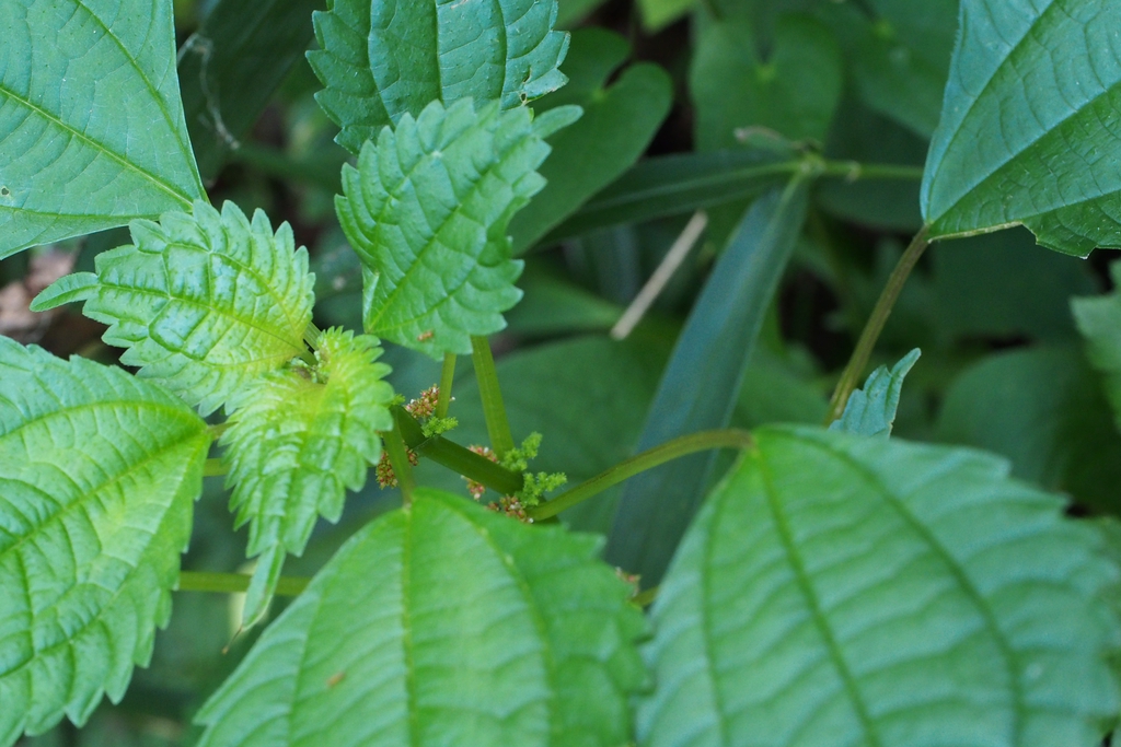 Leaves