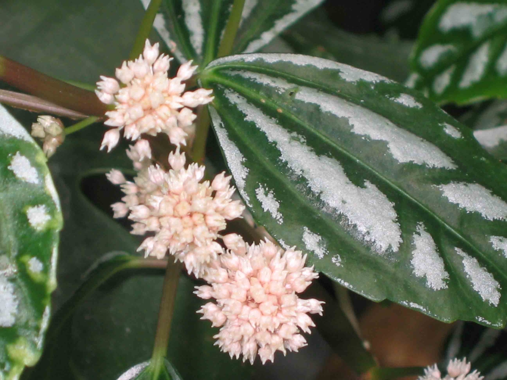 Form