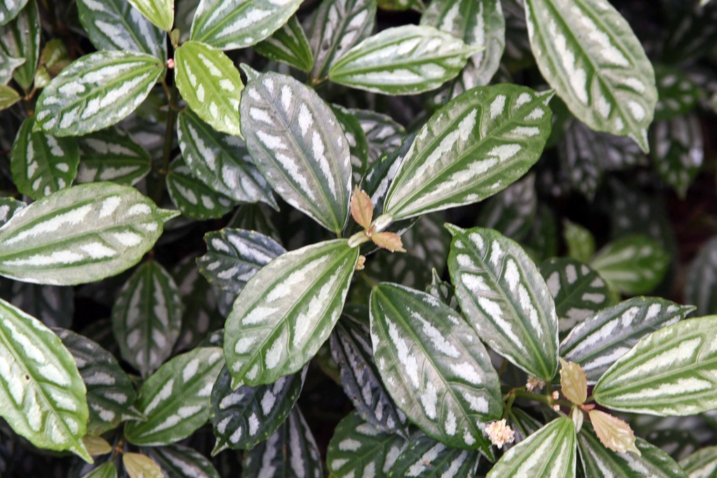 Leaves
