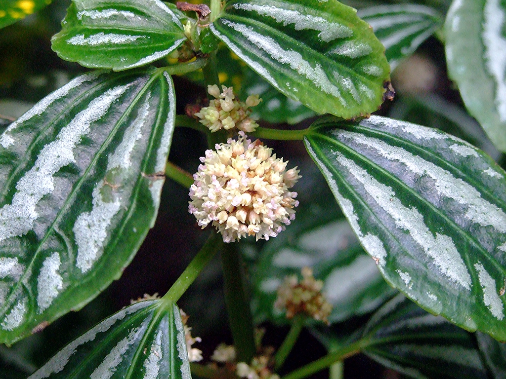 Form