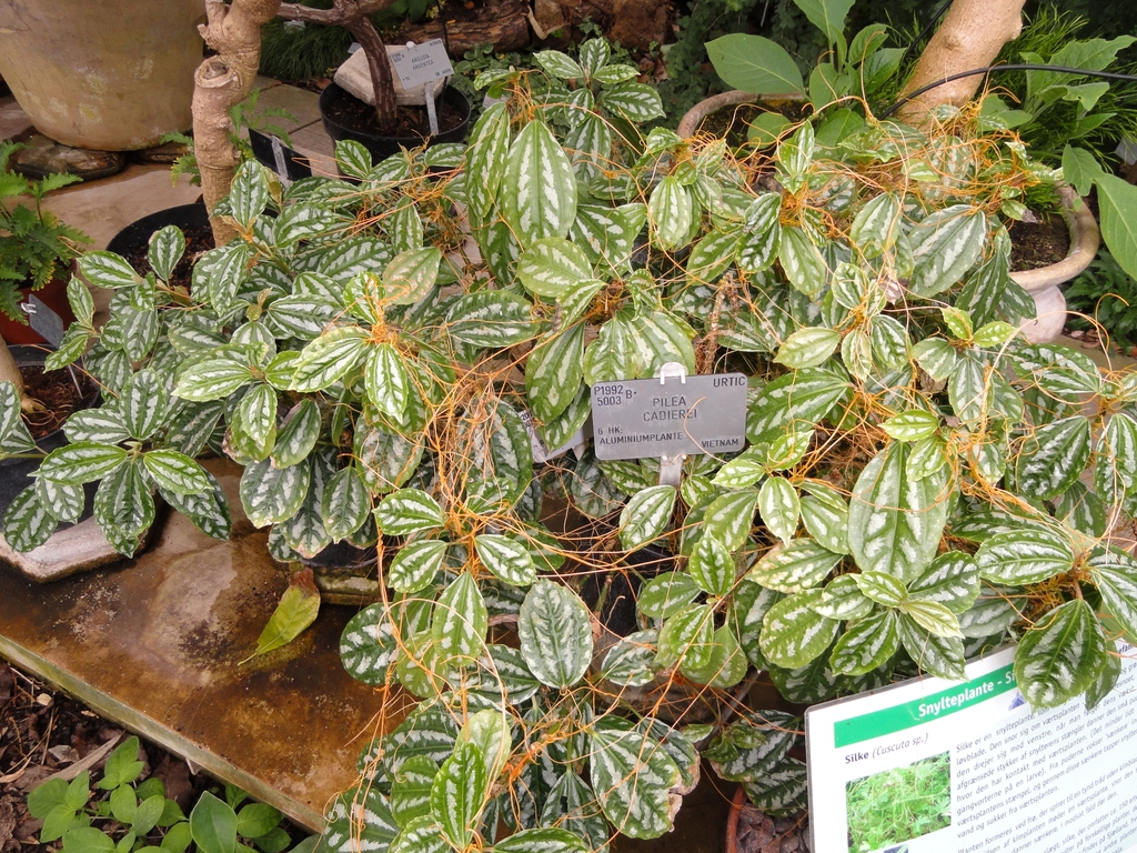 Form