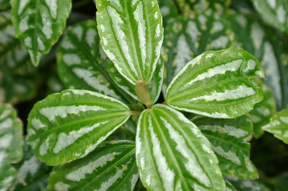 Leaves