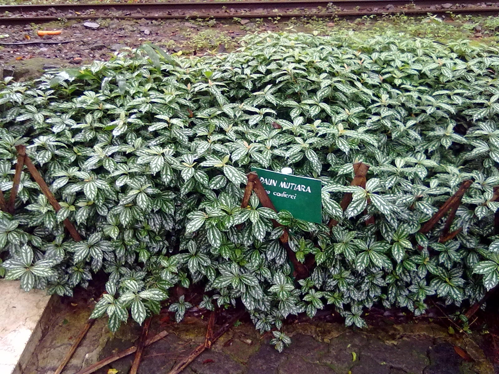 Form