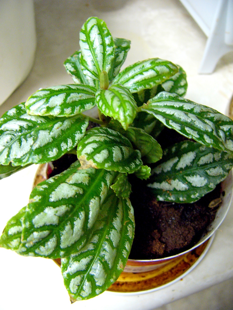 Form