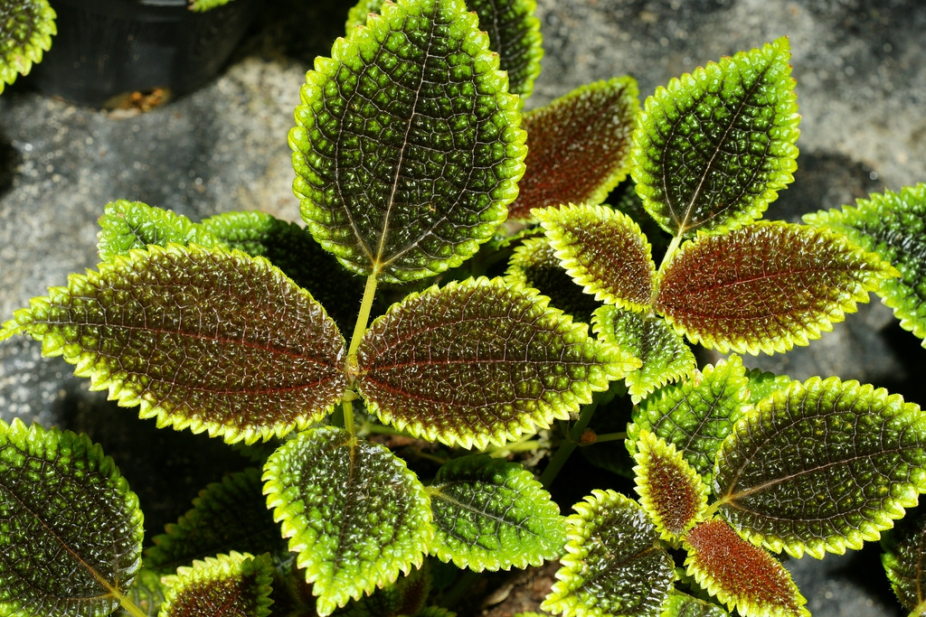 Leaves