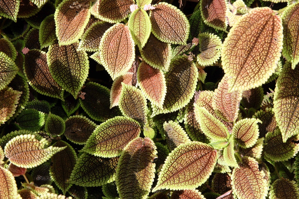 Leaves