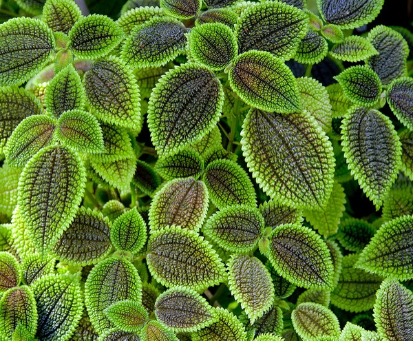 Leaves