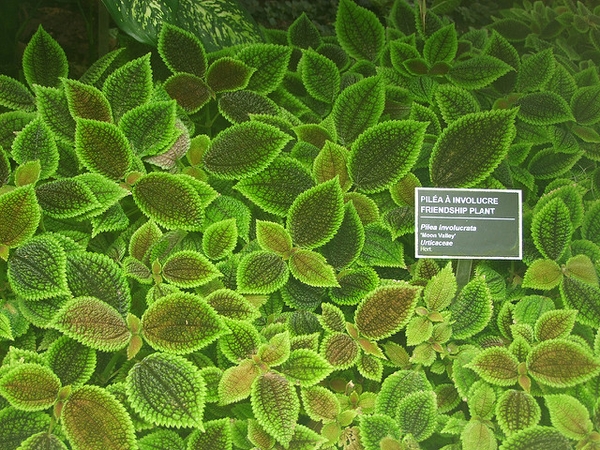 Leaves