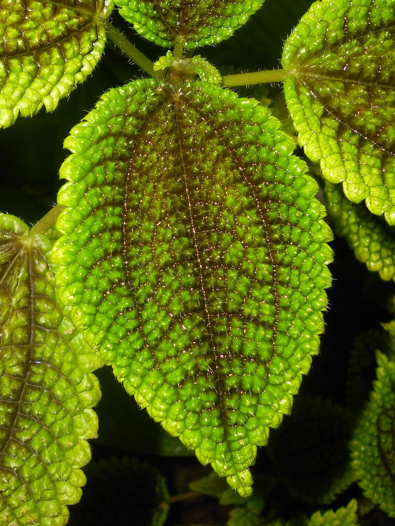 Leaves