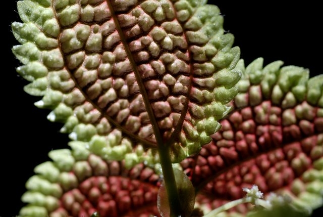 Close-up showing the waffle-like texture of the leaf.