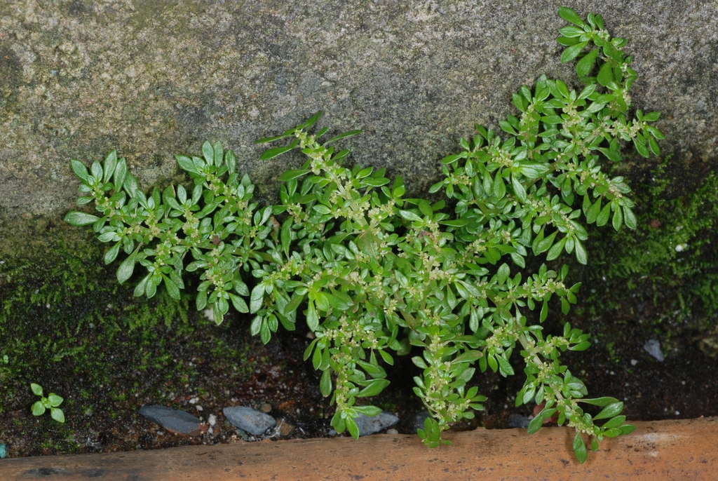 Form